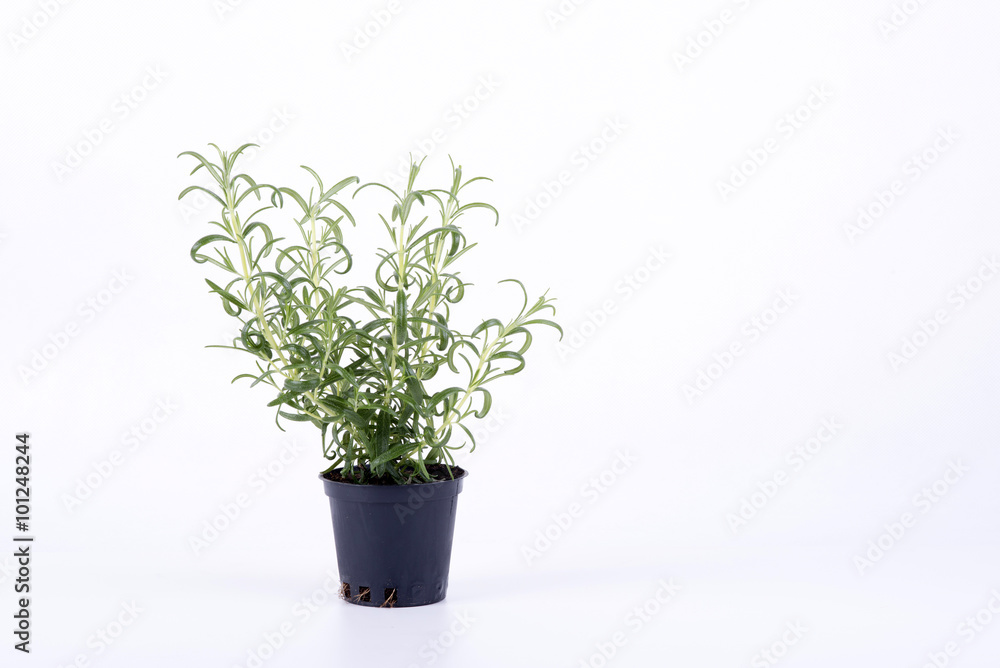 Fototapeta premium rosemary on a white background