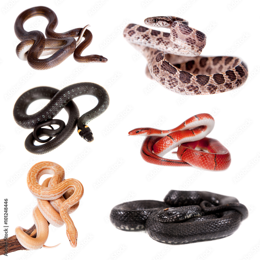 Fototapeta premium Colubridae snakes set, on white