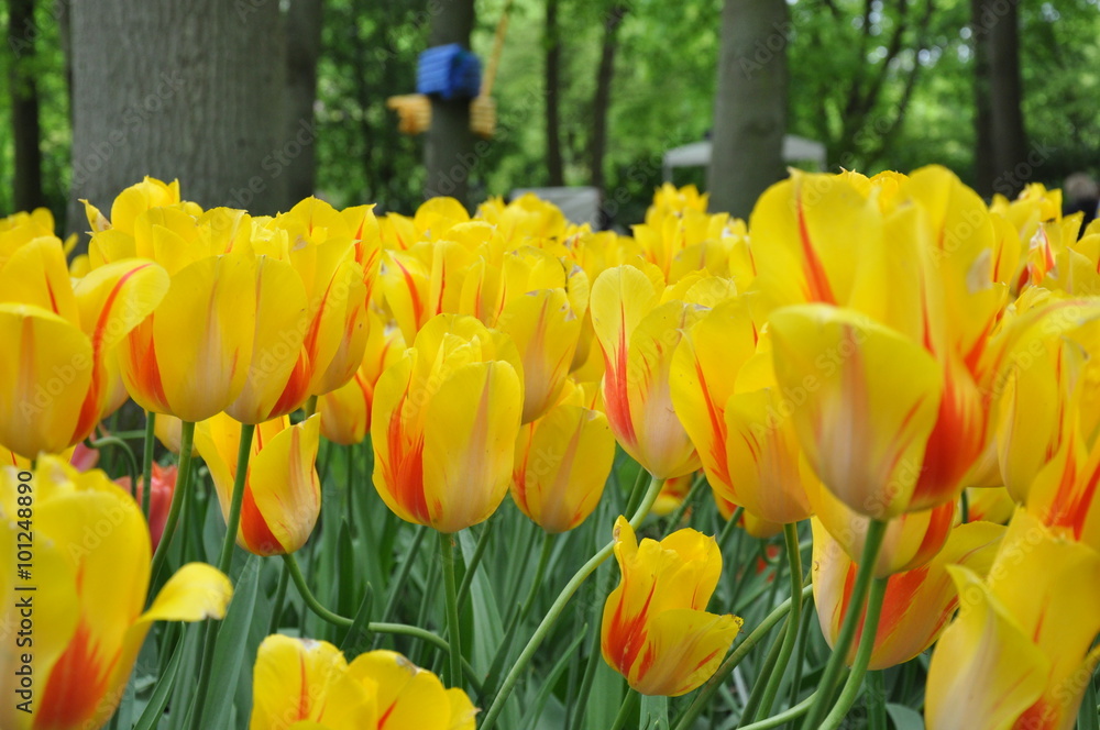 Obraz premium Tulipan