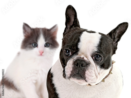 Angry dog and happy cat, isolated on white © Africa Studio