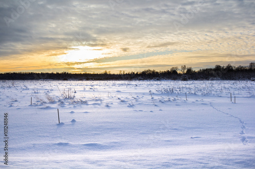 Winter morning in the forest