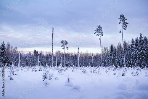 Winter morning in the forest