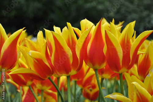 tulipan © sorensen15