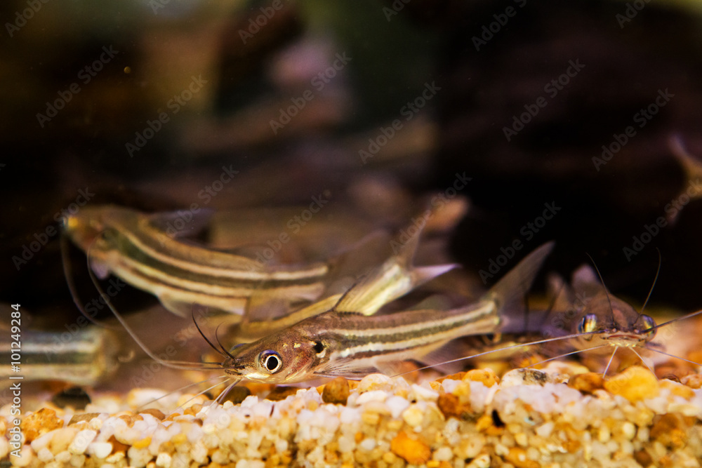 Obraz premium Mystus nigriceps