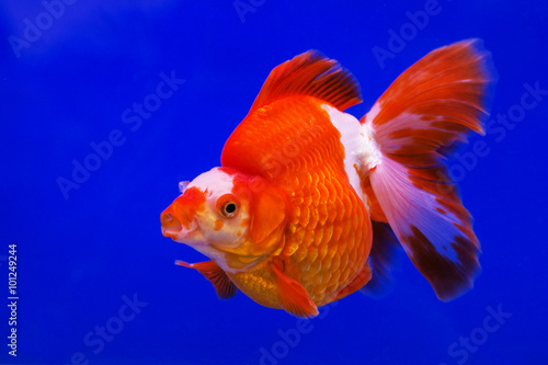 Gold fish © subinpumsom