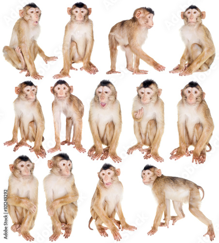 Fototapeta Naklejka Na Ścianę i Meble -  Juvenile Pig-tailed Macaque, Macaca nemestrina, on white