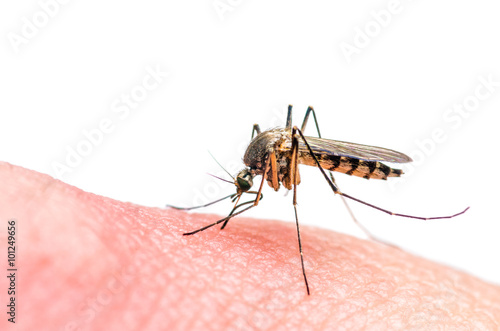 Fotografie Mosquito bite isolated on white