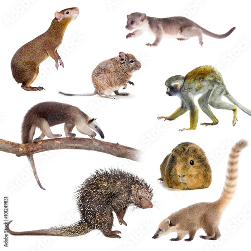 Mammals of South America on white
