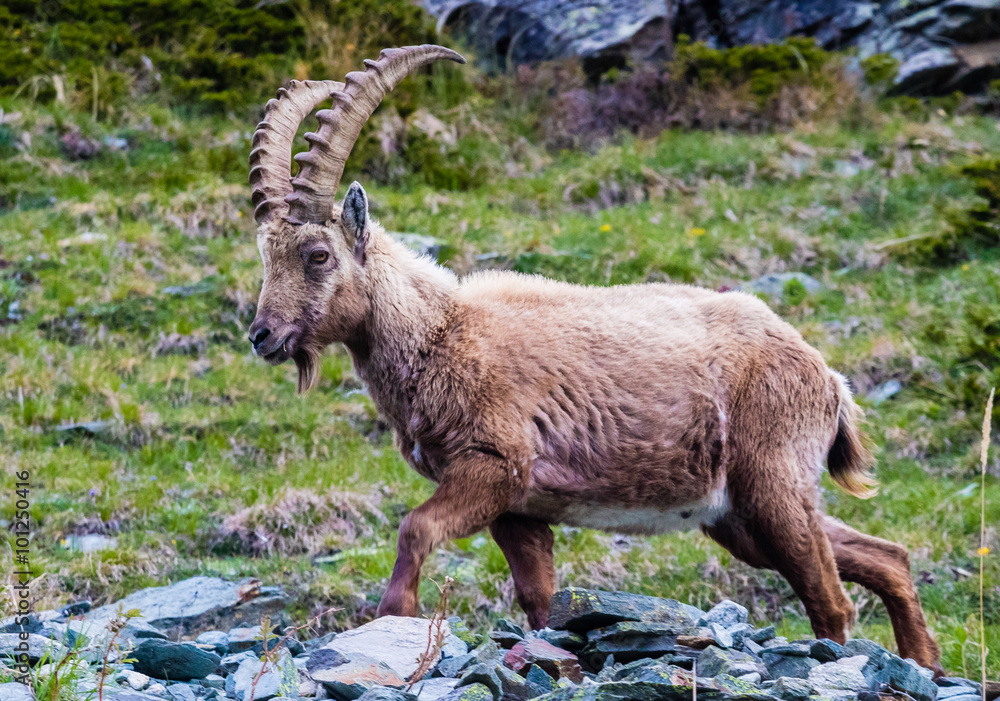 Male ibex above Zermatt