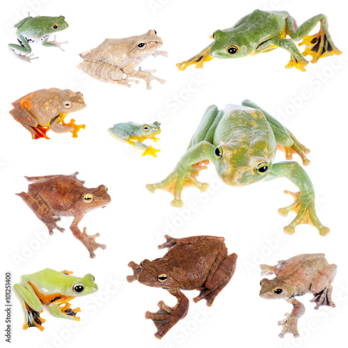 Flying tree frogs set on white