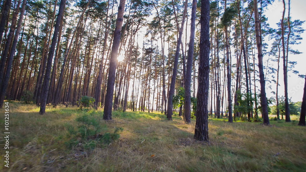 amazing nature in the forest amazing nature in the forest