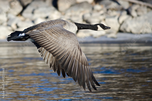 Canada Goose Flying Over the Frozen Winter River © rck