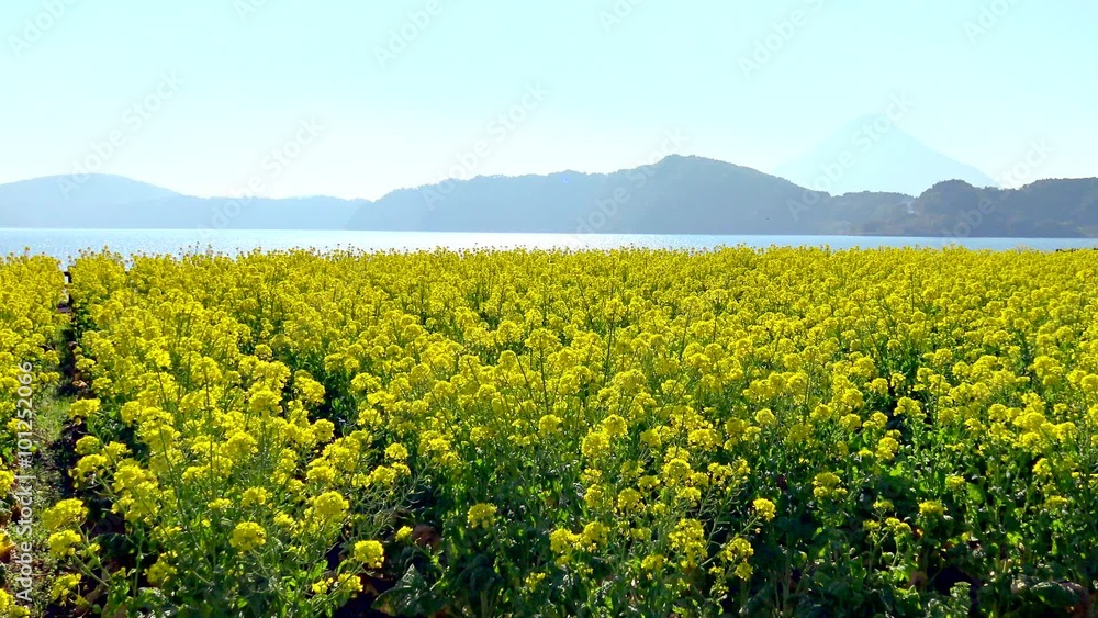 池田湖と菜の花 池田湖と菜の花