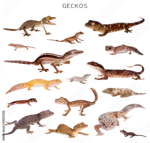 Geckos set on white 