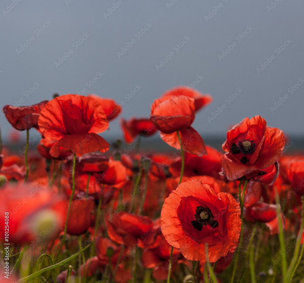 Obraz Flowers - red poppies in the field