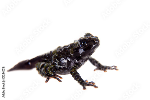 Theloderma bicolor, rare spieces of frog on white