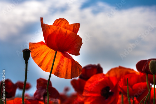 Flowers - red poppies in the field