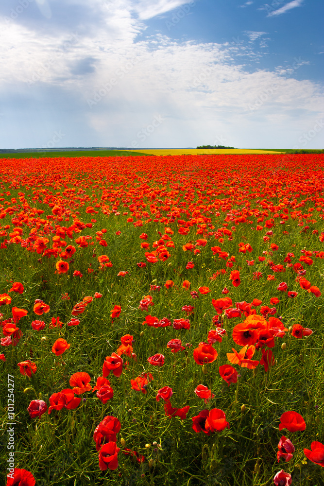 Flowers - a field of red poppies