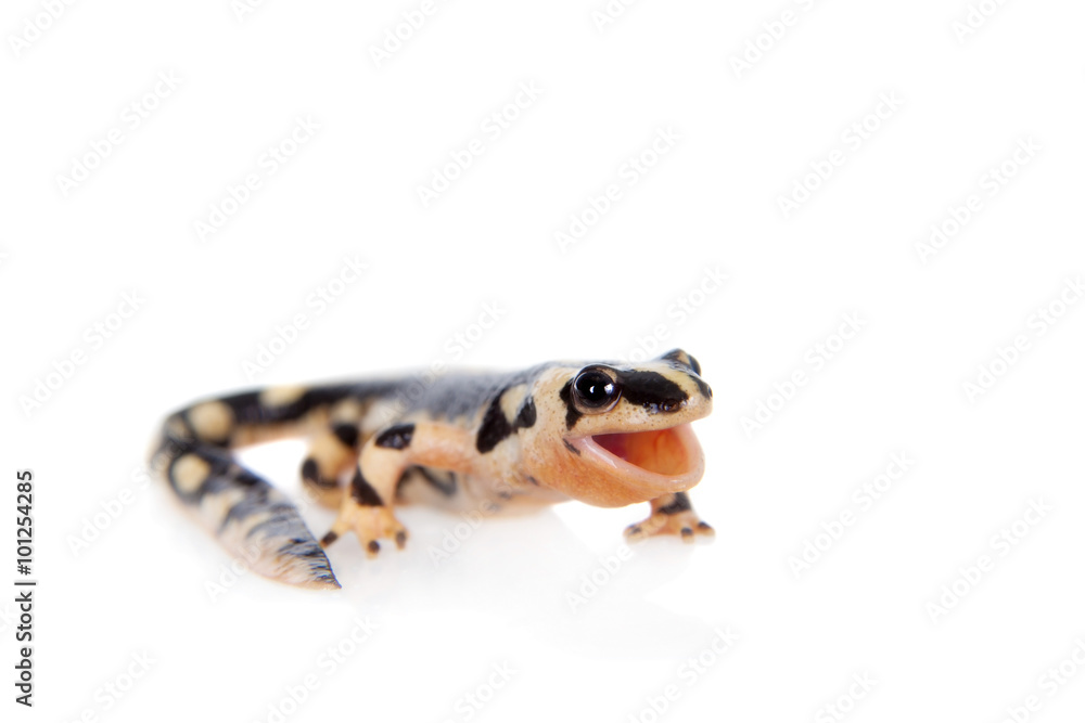 Fototapeta premium Kaiser's spotted newt isolated on white