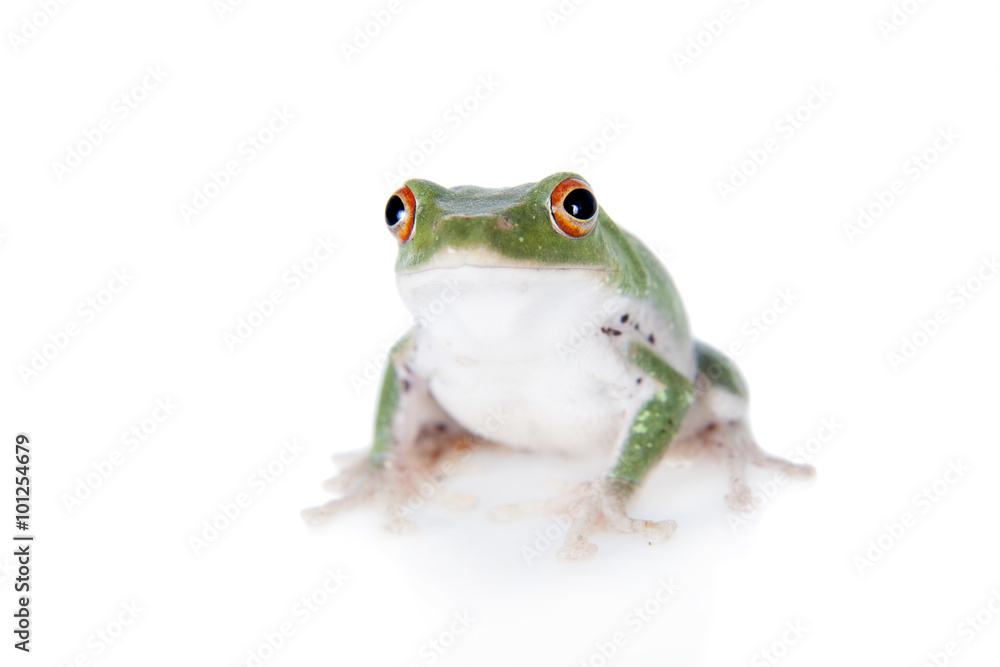 Fototapeta premium Green back flying tree frog isolated on white