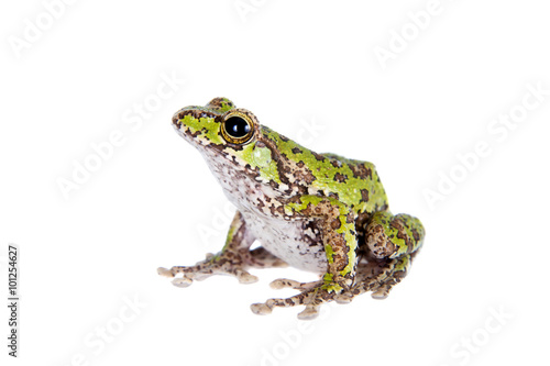 Polypedates duboisi, flying tree frog on white