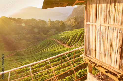 Strawberry garden at Doi Ang Khang , Chiang Mai, Thailand.