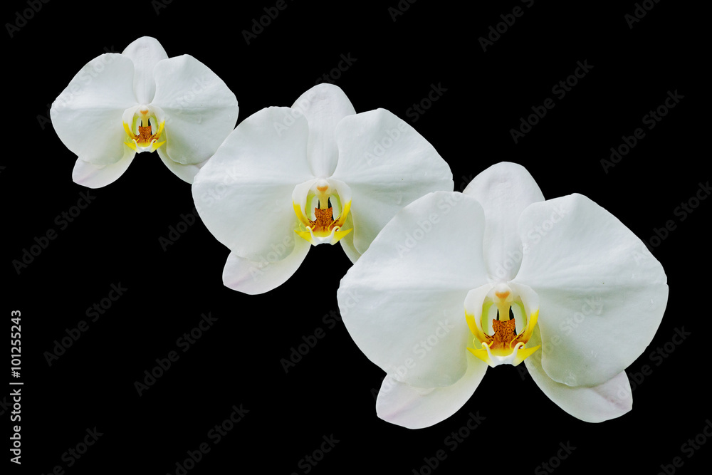 orchid flowers isolated on black background orchid flowers isolated on black background