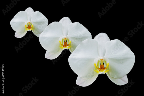 orchid flowers isolated on black background
