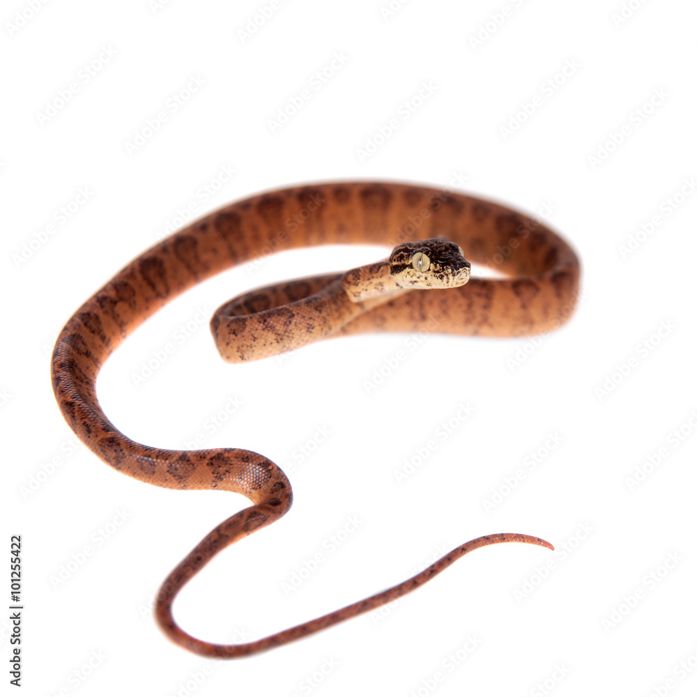 Red Amazon tree boa, 7 days old, isolated on white Red Amazon tree boa, 7 days old, isolated on white