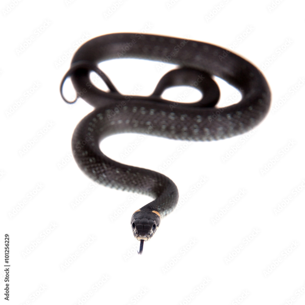 Naklejka premium Grass Snake, Natrix natrix, on white