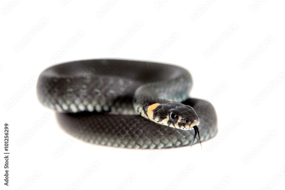 Naklejka premium Grass Snake, Natrix natrix, on white