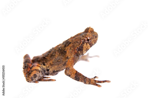 Bulldog frog, ophryophryne hansi, male on white photo