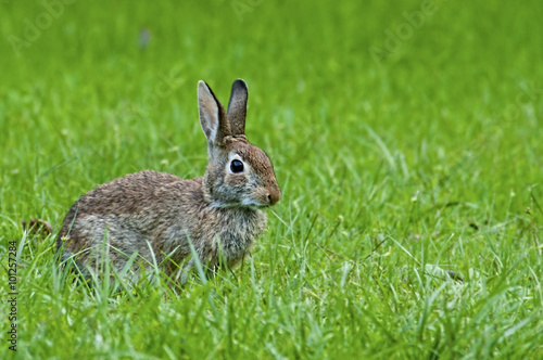 Wild rabbit feeding in green grass.