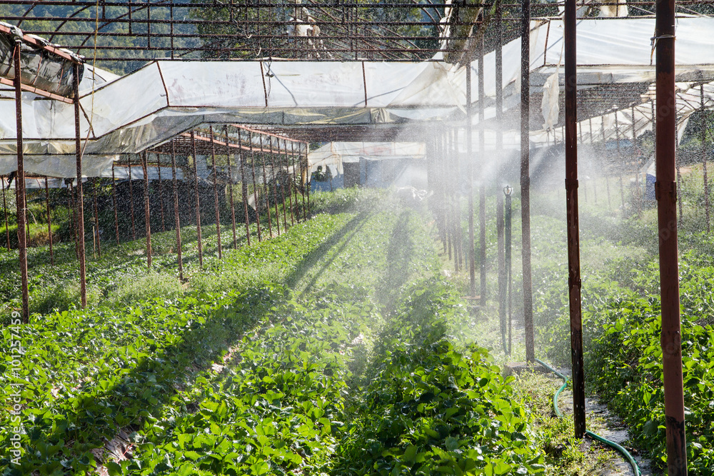 Fototapeta premium Open Sprinkler watering in the nursery greenhouse for planting s