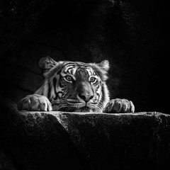 Glasbilder Tieren Tiger  © subinpumsom