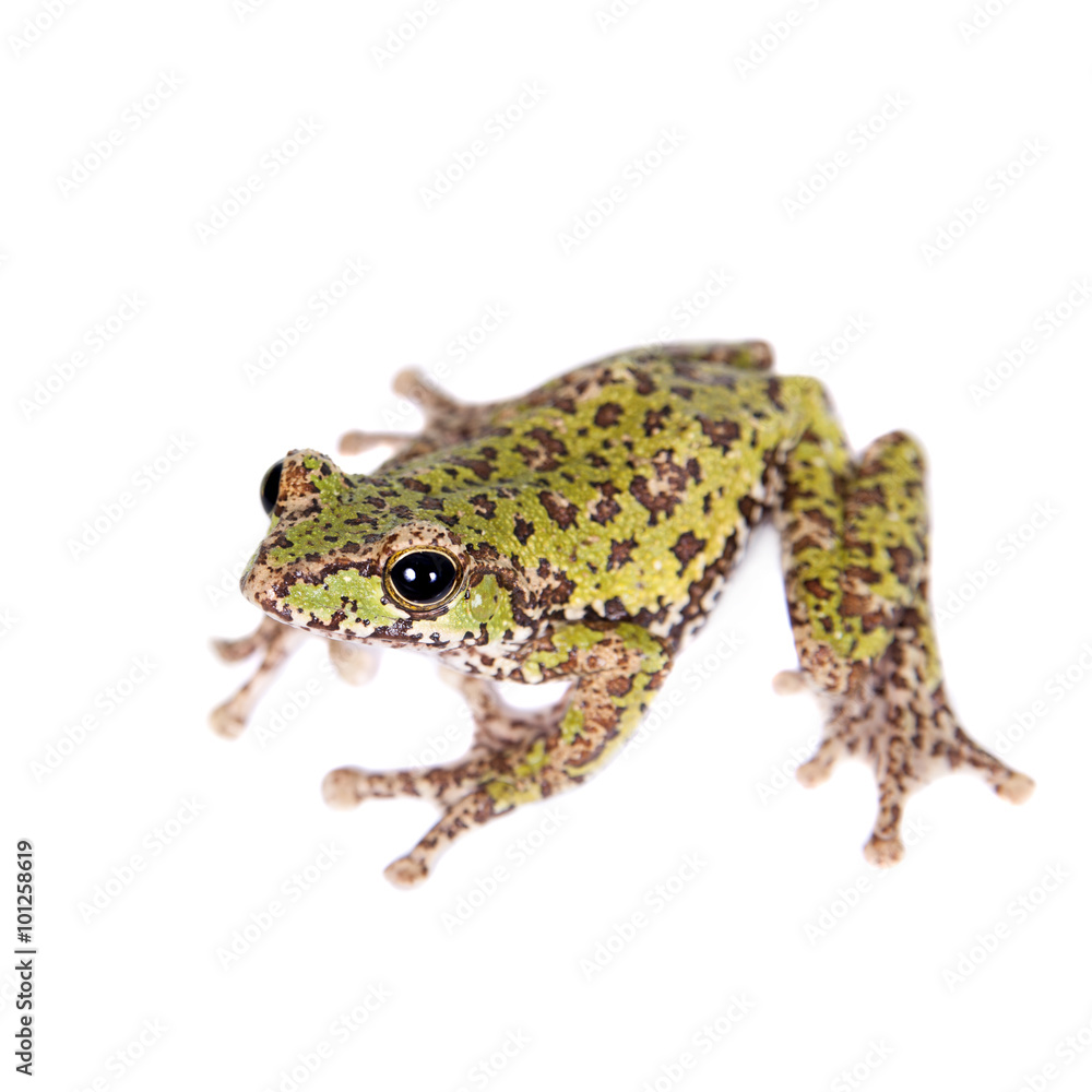 Obraz premium Polypedates duboisi, flying tree frog on white