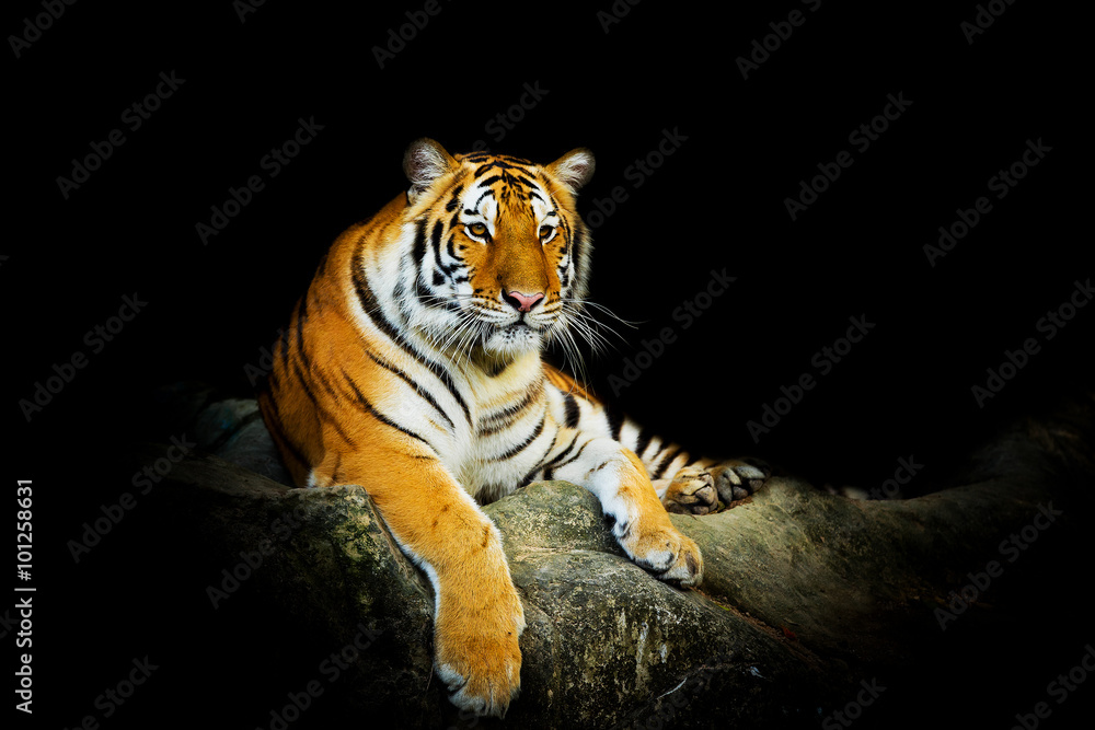 Obraz premium tiger