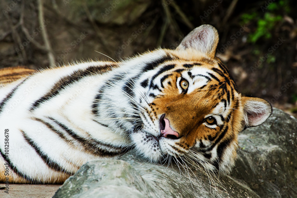 Fototapeta premium Close Up Tiger