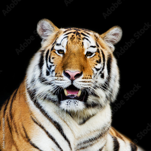 Close Up Tiger