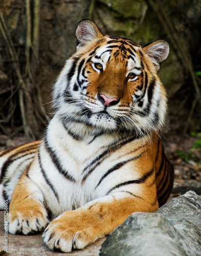 Close Up Tiger