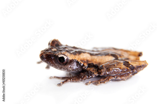 Theloderma trongsinense, rare spieces of frog on white