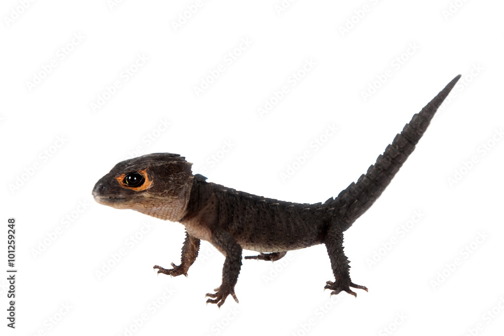Red-eyed crocodile skinks, tribolonotus gracilis, on white Red-eyed crocodile skinks, tribolonotus gracilis, on white