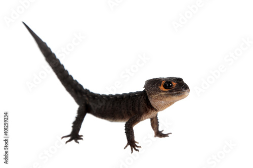 Red-eyed crocodile skinks, tribolonotus gracilis, on white © Farinoza