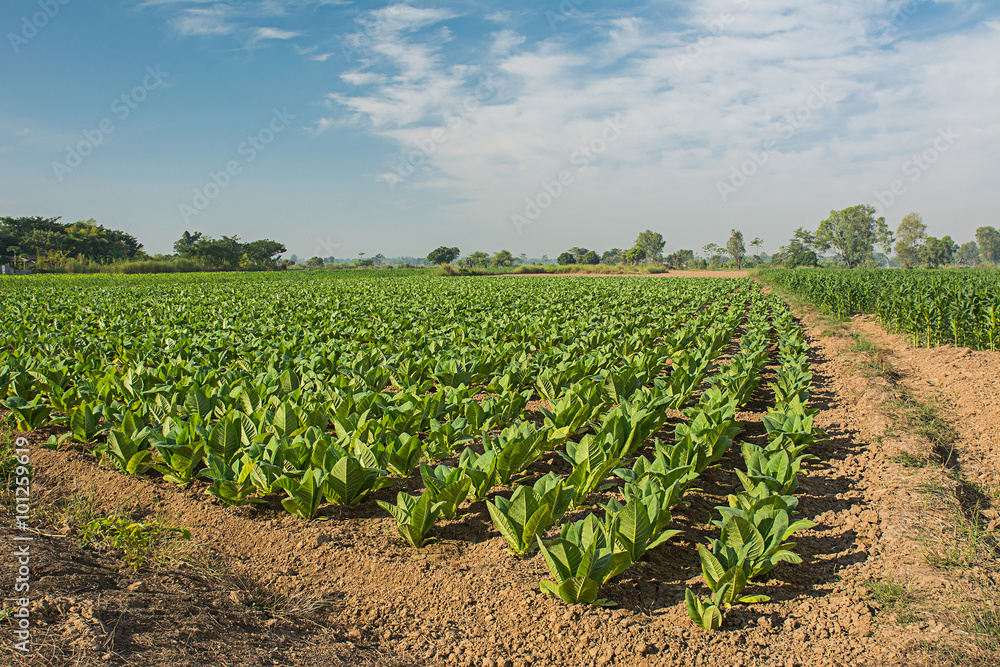 Green tobacco field.