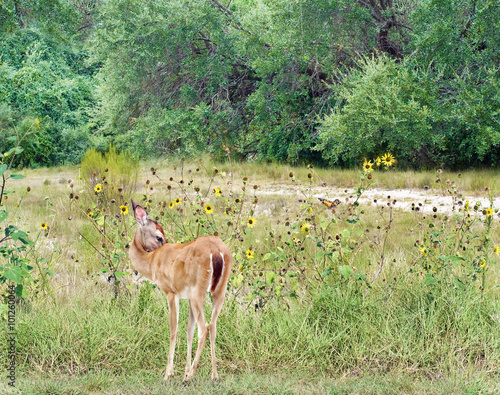 Fawn at the Edge of a Forest