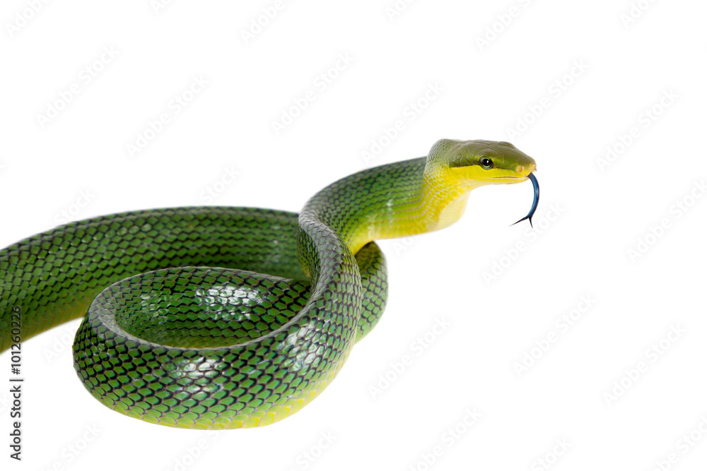 Fototapeta premium Red-tailed Green Ratsnake on the white background