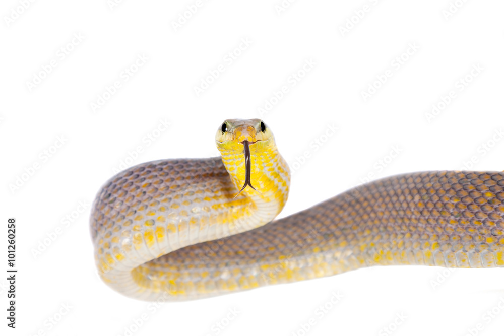 Red-tailed Green Ratsnake on the white background Red-tailed Green Ratsnake on the white background