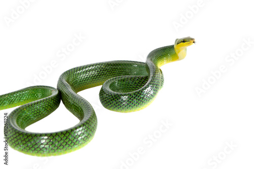 Red-tailed Green Ratsnake on the white background