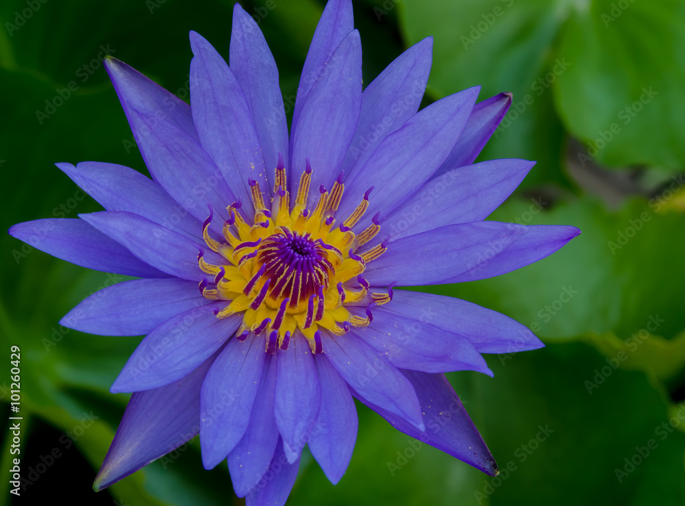 Purple Waterlily