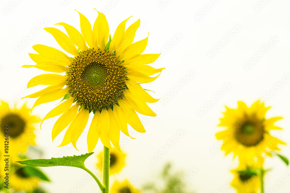 sunshine sunshine